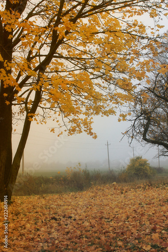 autumn background / beautiful foggy apple garden