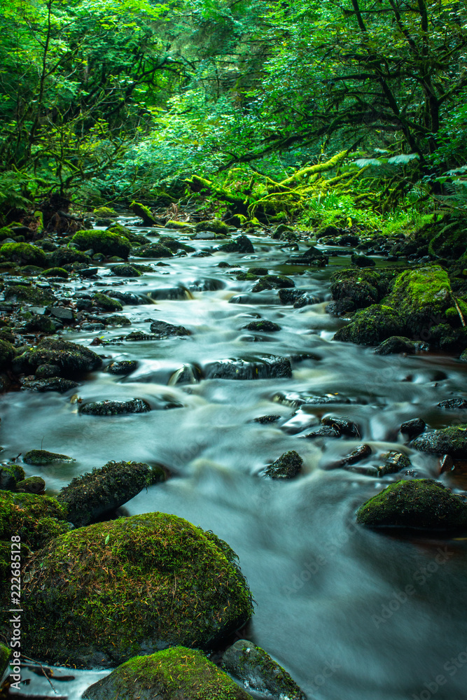 Obraz premium River in forrest dreamy