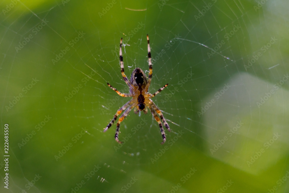 Small spider handing in spiderweb. On background curly green bokeh