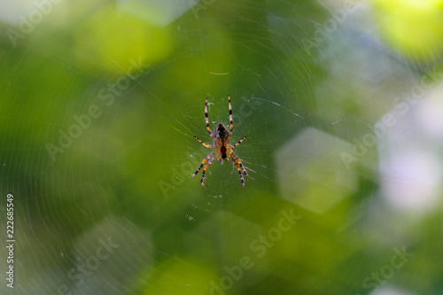 Small spider handing in spiderweb. On background curly green bokeh