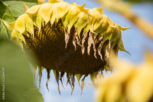 Fototapeta Naklejka Na Ścianę i Meble -  Sonnenblume im Spätsommer