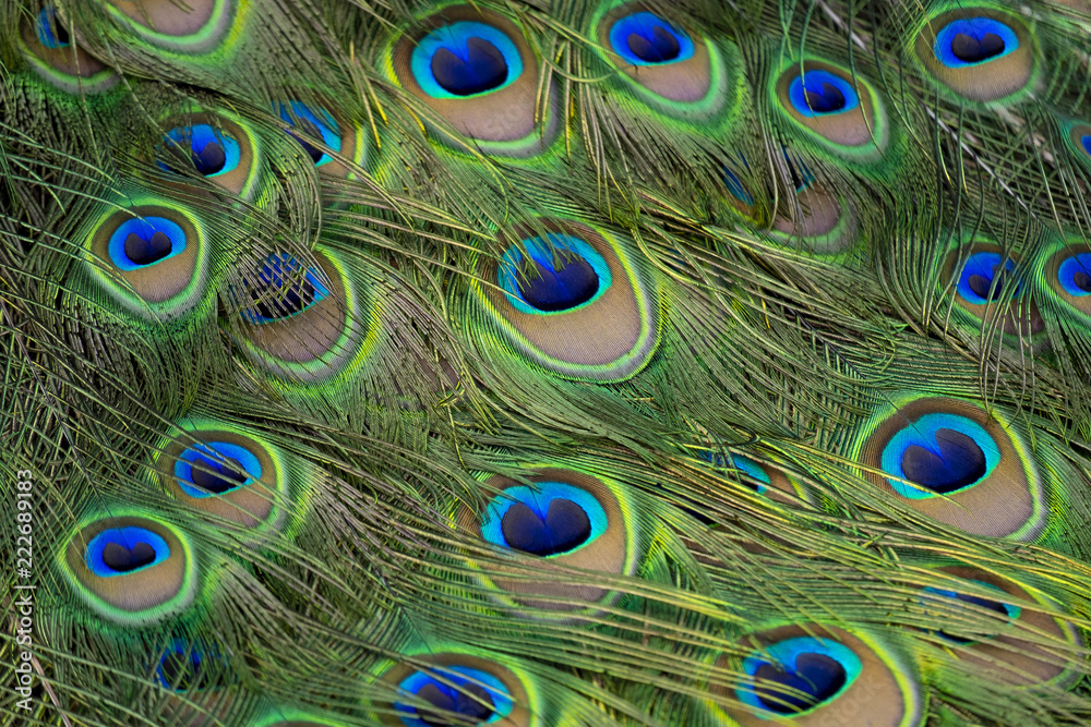 Obraz premium Plumas de pavo real