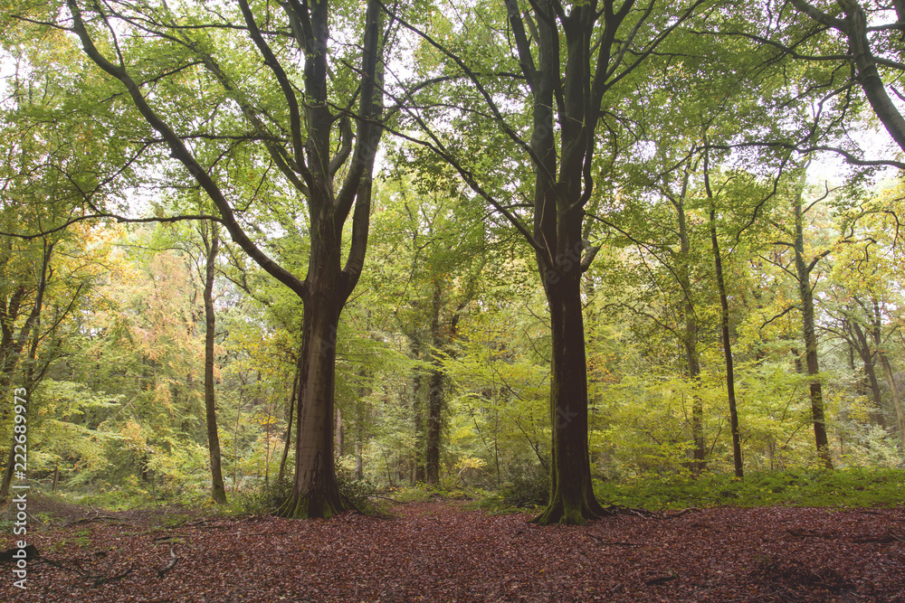 Two beech trees in an autumnal woodland Two beech trees in an autumnal woodland
