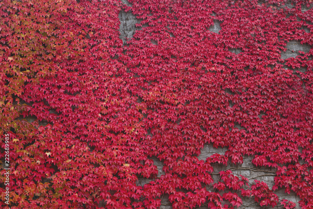 Wall covered by red climbing vine in autumn
