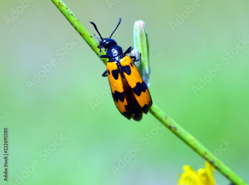 Oranger Käfer auf einem Grashalm © christiane65