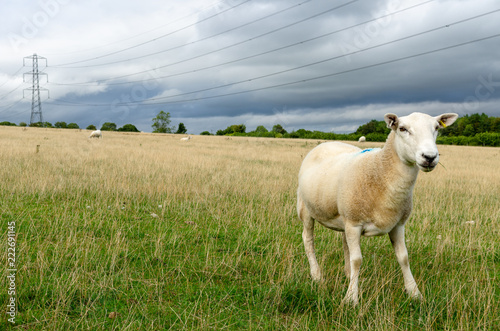 Fototapeta Naklejka Na Ścianę i Meble -  Sheep with grass in its mouth in the countryside by electricity pylons. Photo taken in the Cotsworld