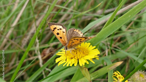 butterfly on flower