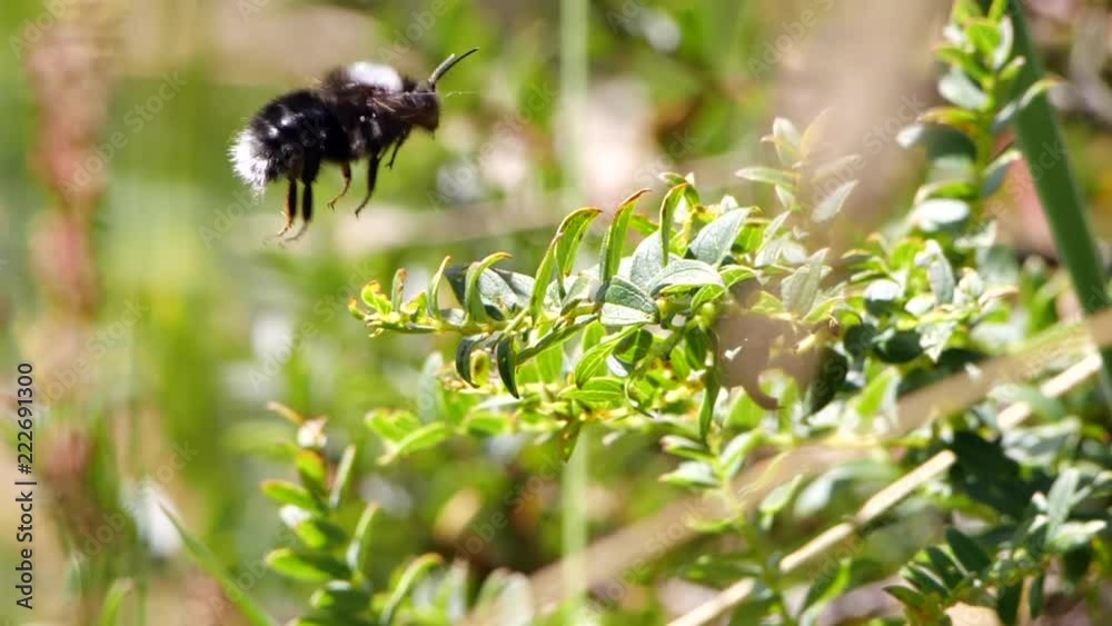 Bumble bee flying in slow motion at the edge of montane rainforest in the Ecuadorian Andes Bumble bee flying in slow motion at the edge of montane rainforest in the Ecuadorian Andes