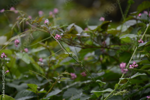 Persicaria senticasa flowers