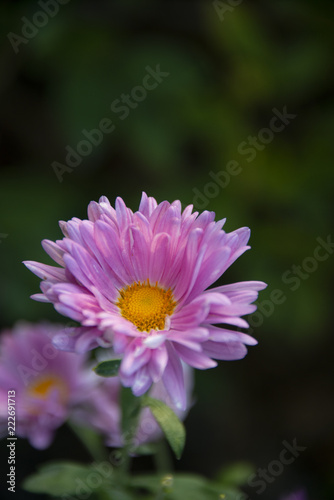 FLOWERS - purple chrysanthemum