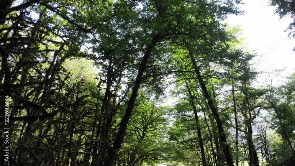 Slider shot in the forest. Sun Glimmering through trees tracking, dolly shot 4k Slider shot in the forest. Sun Glimmering through trees tracking, dolly shot 4k
