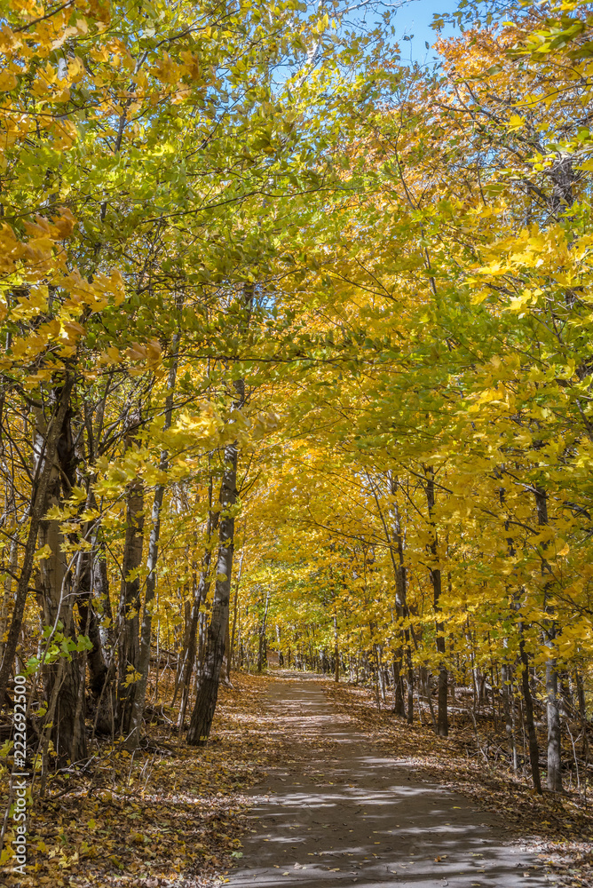 Shady path through a forest of golden yellow birch and maple leaves Shady path through a forest of golden yellow birch and maple leaves