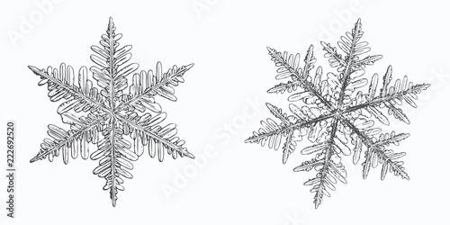 Two snowflakes isolated on white background. This vector illustration based on macro photo of real snow crystals: elegant stellar dendrites with hexagonal symmetry, complex shapes and ornate arms.