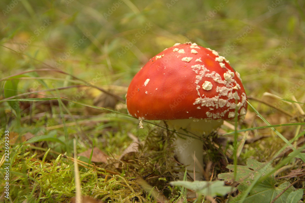 Mushroom mushroom mushroom on the background of autumn leaves. Mushroom mushroom mushroom on the background of autumn leaves.