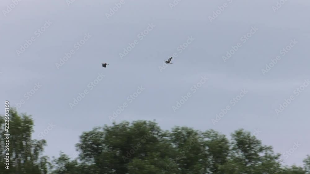 Stork looking for food. Eats frogs and worms. Meadow in the background. Panning,Closeup, Stork looking for food. Eats frogs and worms. Meadow in the background. Panning,Closeup,