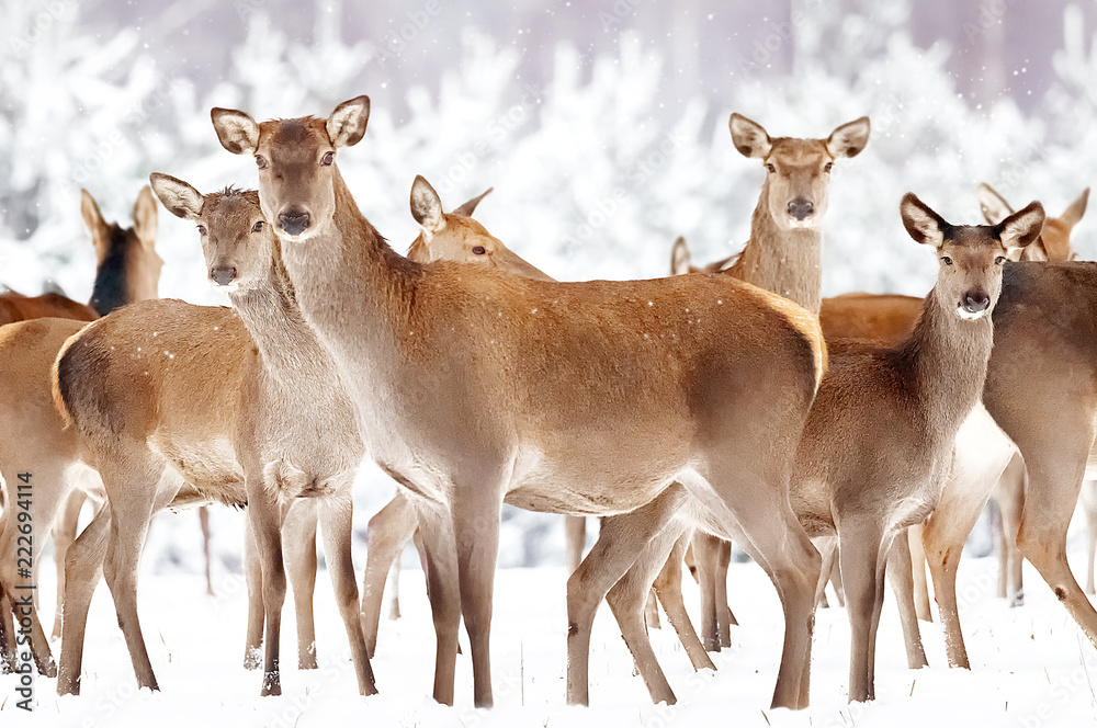 Group of beautiful female deer on the background of a snowy winter forest. Noble deer (Cervus elaphus). Artistic Christmas winter image. Group of beautiful female deer on the background of a snowy winter forest. Noble deer (Cervus elaphus). Artistic Christmas winter image.