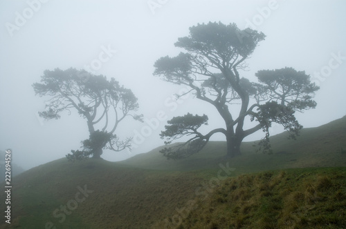 A pair of pohutukawa trees in the early morning fog, on the side of the volcanic cone of One Tree Hill, Auckland, New Zealand.