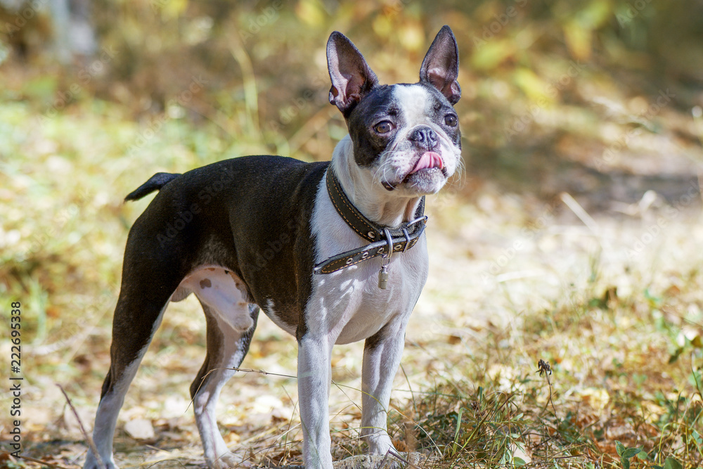 dog breed Boston Terrier stands in the autumn forest, bending his tongue on his nose dog breed Boston Terrier stands in the autumn forest, bending his tongue on his nose