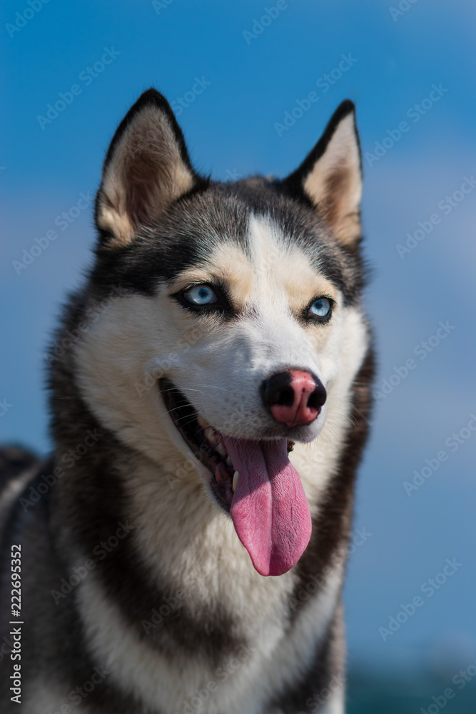Siberian Husky  husky, siberian, dog, white, isolated, beautiful, beach, blue, wolf, young, pool, female, background, alaskan, cute, face, animal, happy, looking, eyes, sand, mammal, pet, huskies, fri