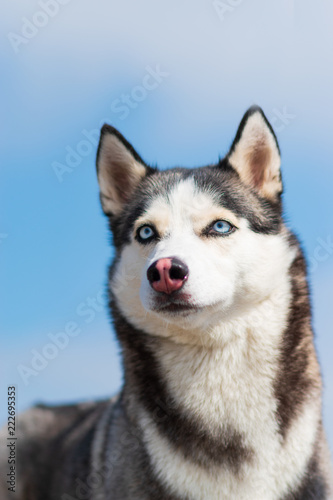 Siberian Husky  husky  siberian  dog  white  isolated  beautiful  beach  blue  wolf  young  pool  female  background  alaskan  cute  face  animal  happy  looking  eyes  sand  mammal  pet  huskies  fri