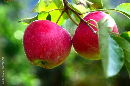 Zwei rote knackige Äpfel mit Regentropfen, Erntezeit