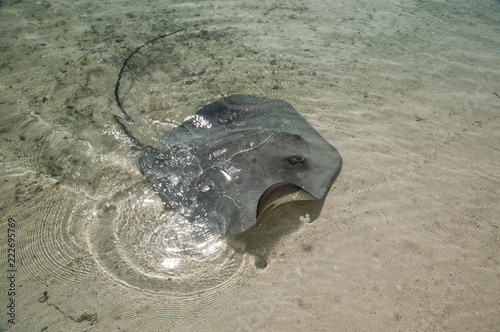 Bilde på lerret Stingray in the shallows off a beach in Moorea, Society Islands, French Polynesia