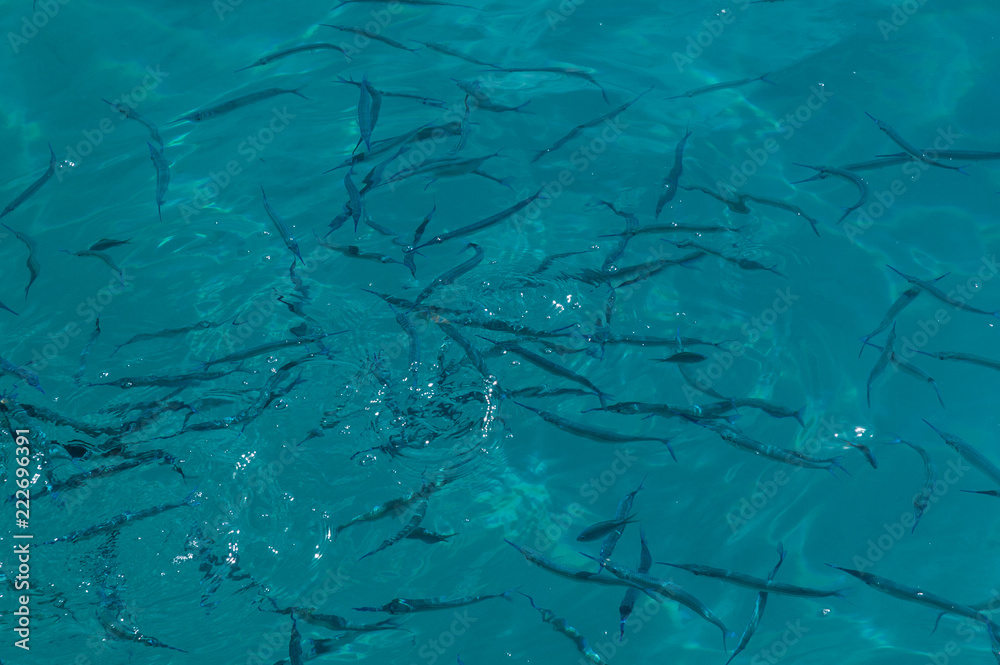 Needlefish feeding at the surface of the turquoise water in Bora Bora, Society Islands, French Polynesia.