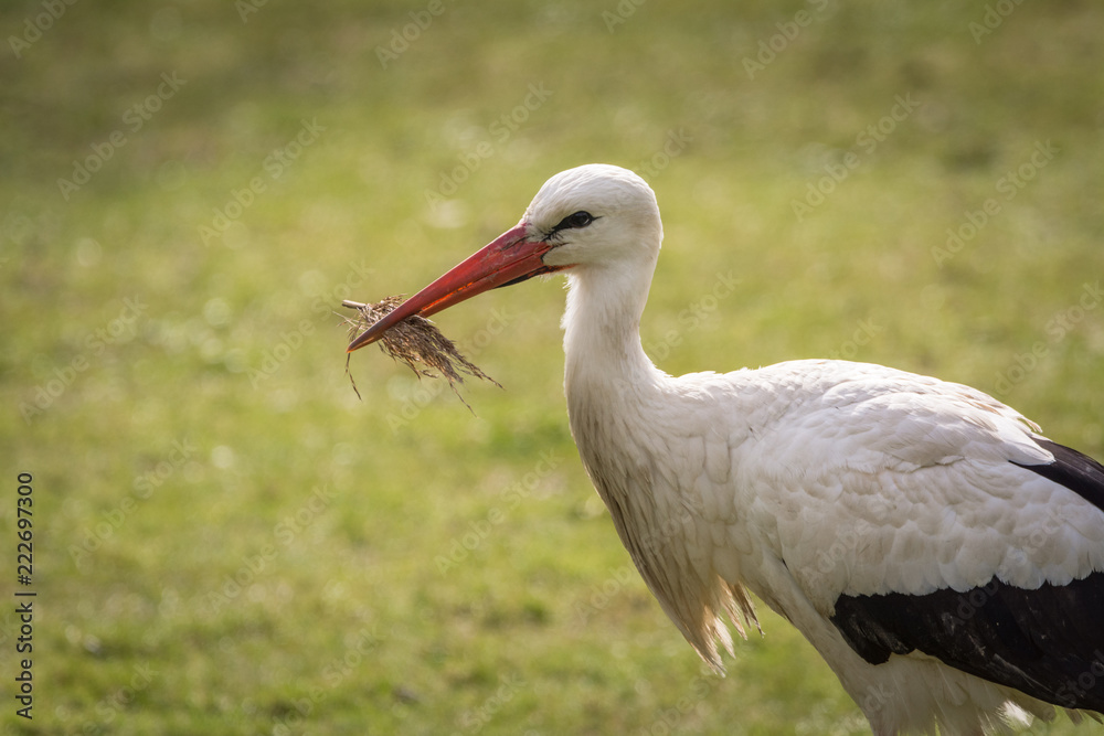Storch mit Nestmaterial Storch mit Nestmaterial