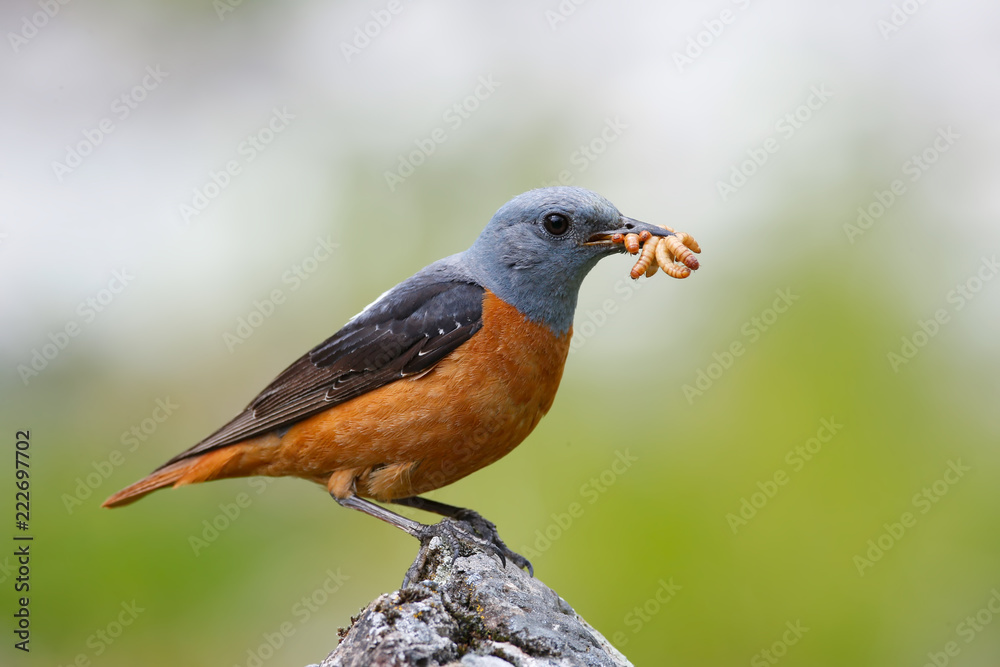 Rock thrush 024