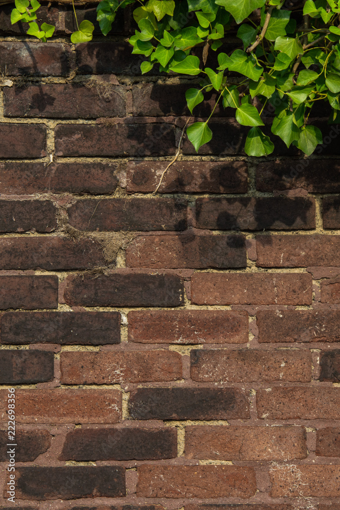 Ivy and air roots near brick wall, backdrop of massive red brick Ivy and air roots near brick wall, backdrop of massive red brick