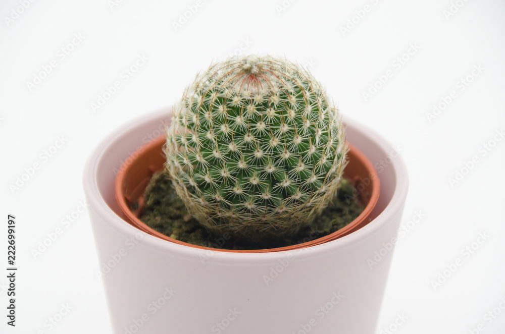 Cactus in white Background Cactus in white Background