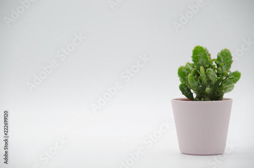 Cactus in white Background