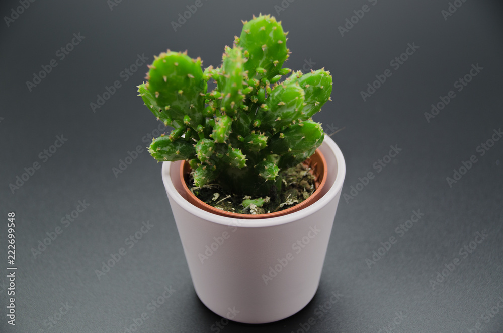 Cactus in black Background Cactus in black Background