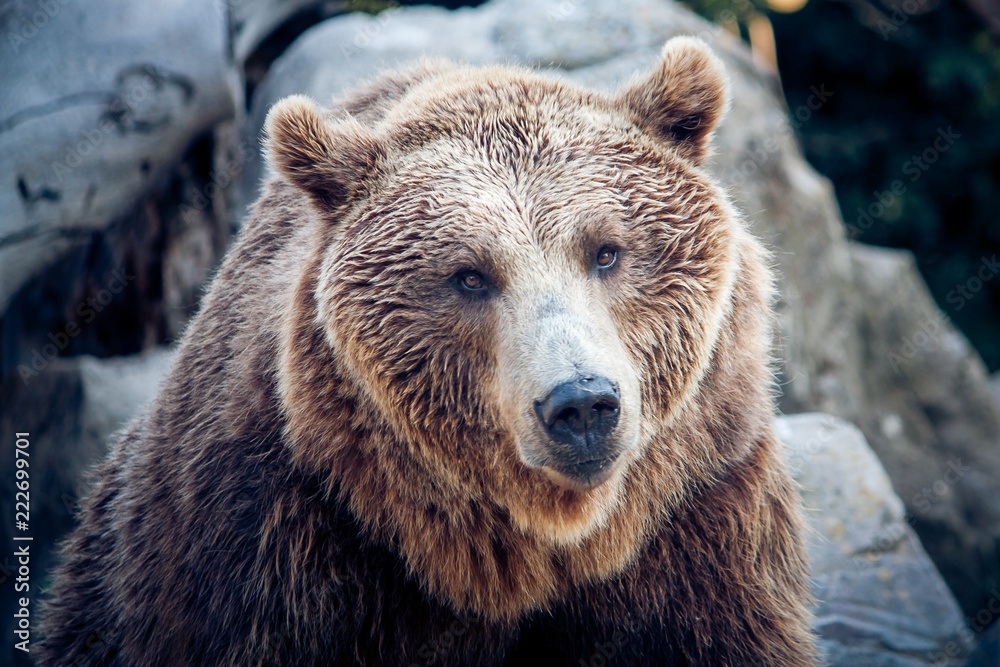 A brown bear on a background of rocks A brown bear on a background of rocks