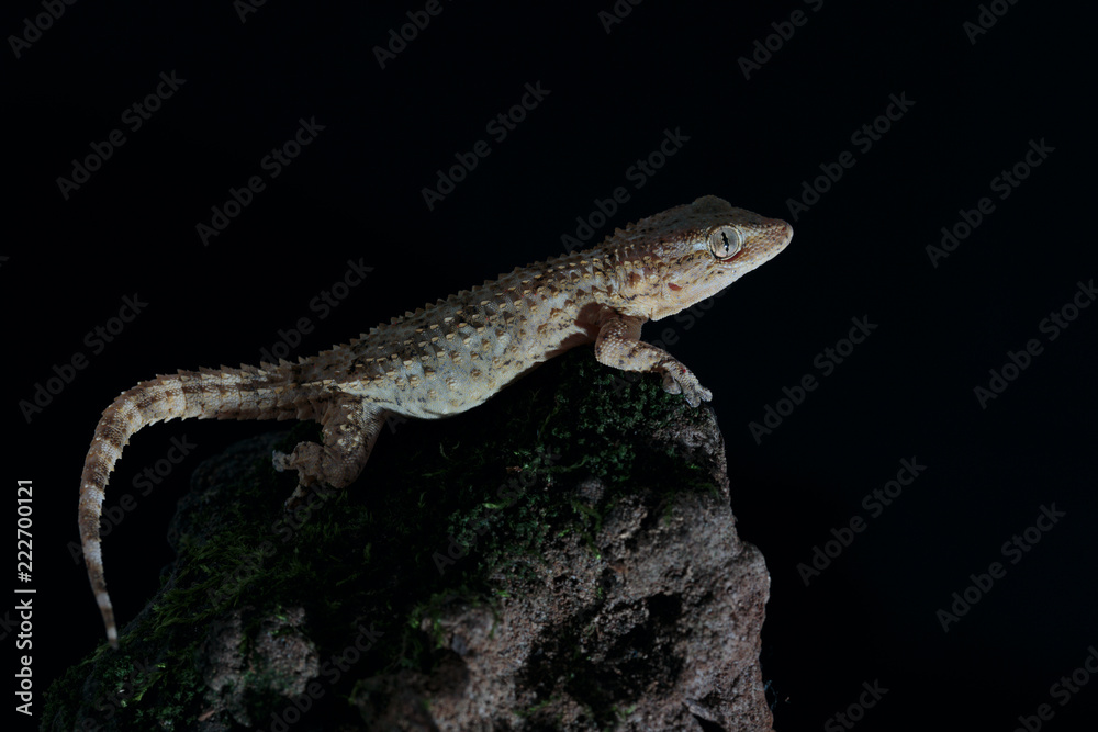 Fototapeta premium Geko 007
