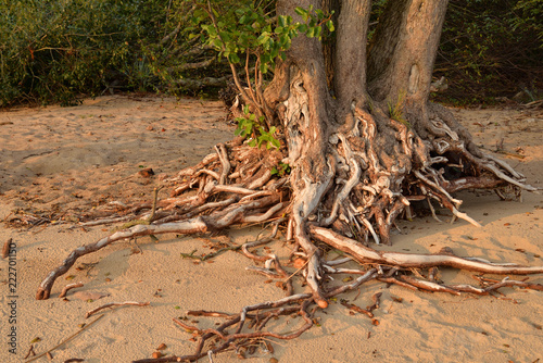 Tree roots close up.