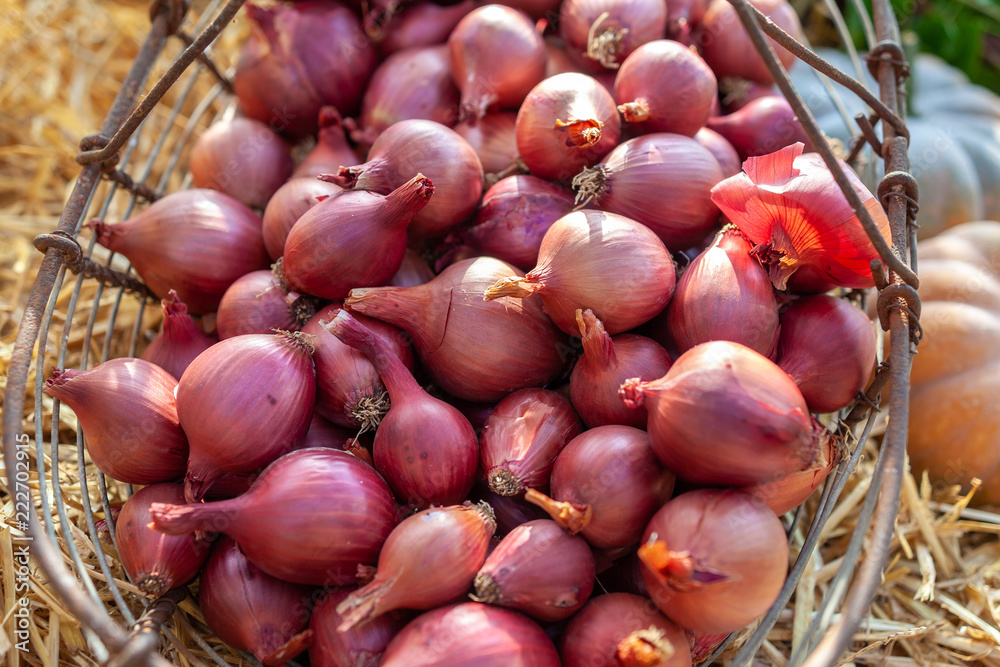 Rote Zwiebel im Korb