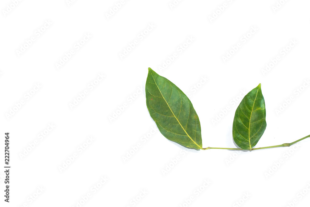 White background Leaves Archidendron jiringa (Jack) I.C. Nielsen. White background Leaves Archidendron jiringa (Jack) I.C. Nielsen.