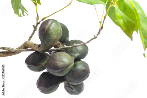 Vegetables in Southern Thailand popular white background, luk nieng, Djenkol bean fruit photo