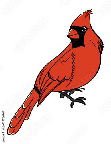 Northern Cardinal