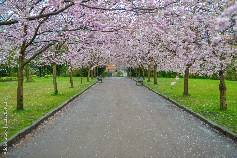 Park with alley of blossoming red cherry trees. Park with alley of blossoming red cherry trees.