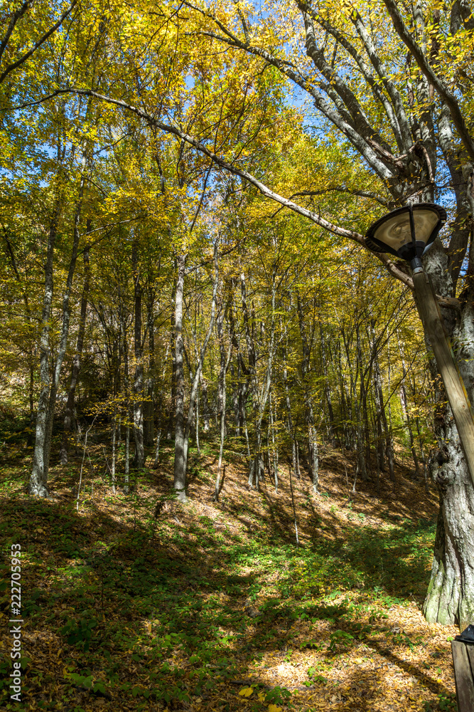 Autumn Landscape with yellow Trees near Devil town in Radan Mountain, Serbia Autumn Landscape with yellow Trees near Devil town in Radan Mountain, Serbia