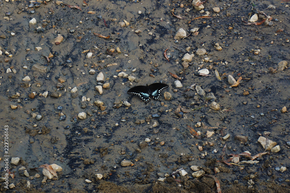butterfly in dirt and rocks