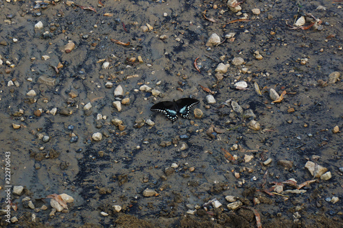 butterfly in dirt and rocks