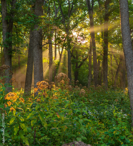 Sunlight shining through trees in forest