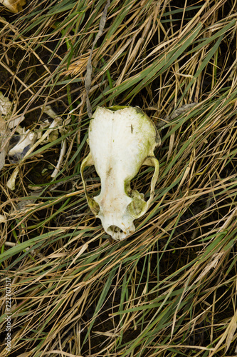 skull in grass
