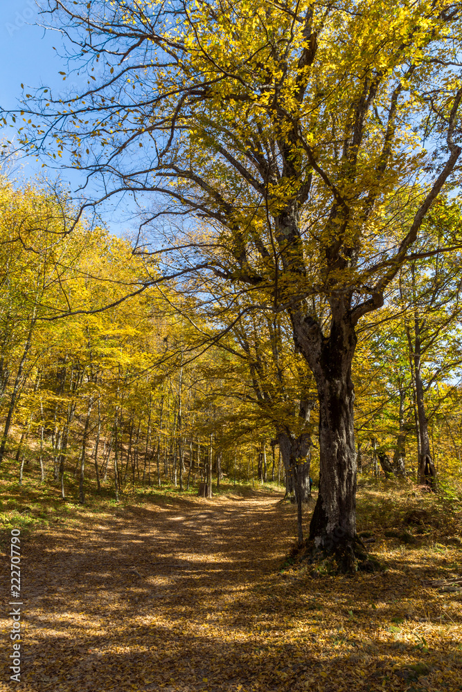 Autumn Landscape with yellow Trees near Devil town in Radan Mountain, Serbia