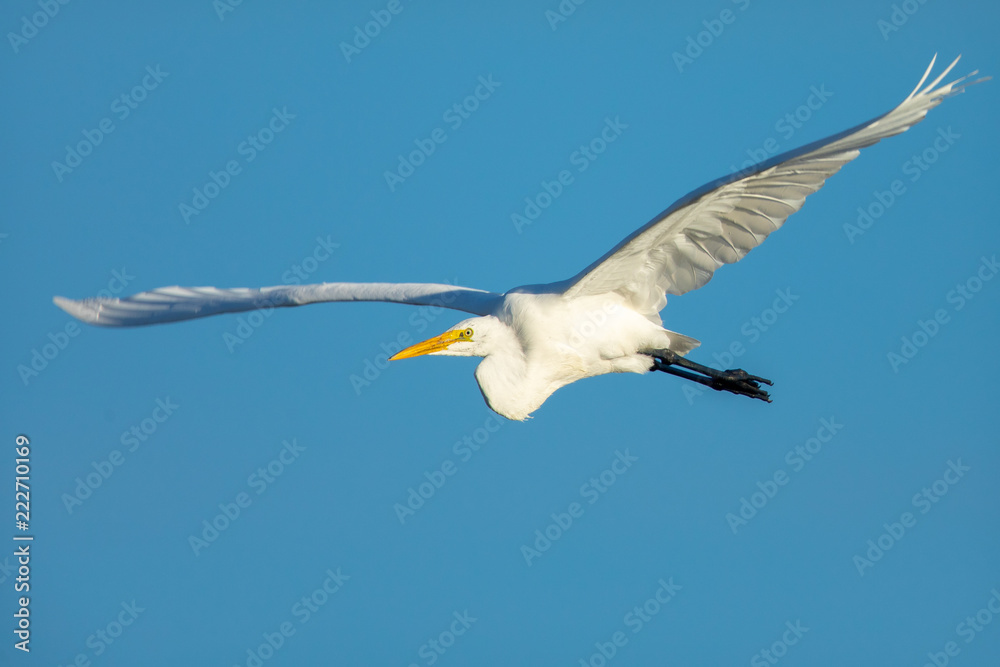 Great egret flying in beautiful light a North California marsh