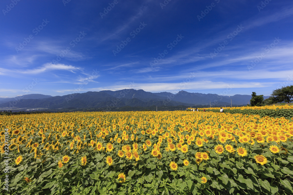 Yatsugatake and sunflower field in full bloom - August of Japan -