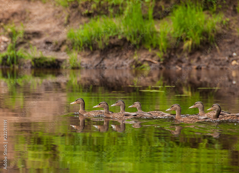 ducks in pond ducks in pond